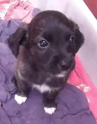Cachorro ra a SRD idade Abaixo de 2 meses nome  Nika ,Vida Loka