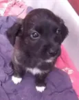 Nika ,Vida Loka