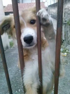Cachorro raça SRD idade 2 a 6 meses nome Mocinha