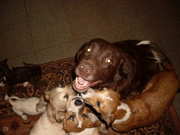 Cachorro ra a Dv idade  nome Lindos Cães