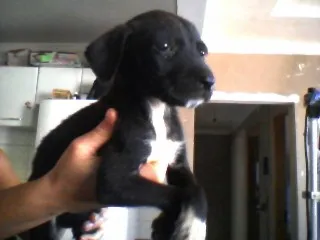 Cachorro ra a nao definida idade Abaixo de 2 meses nome sem nome