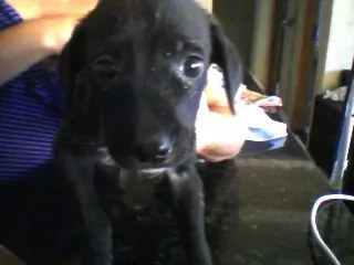 Cachorro ra a nao definida idade Abaixo de 2 meses nome sem nome