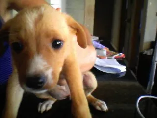 Cachorro ra a nao definida idade Abaixo de 2 meses nome sem nome