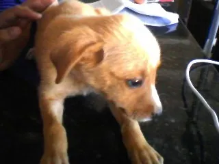 Cachorro ra a nao definida idade Abaixo de 2 meses nome sem nome