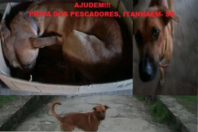 Cachorro ra a SRD idade 2 anos nome Costelinha