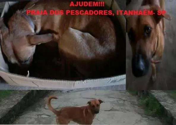 Cachorro ra a SRD idade 2 anos nome Costelinha