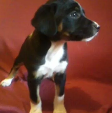 Cachorro ra a vira- lata idade Abaixo de 2 meses nome mosca, paty e tati