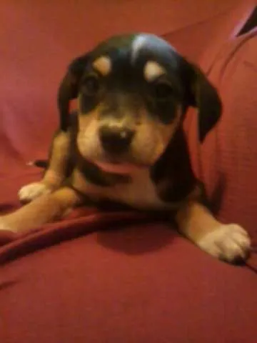 Cachorro ra a vira- lata idade Abaixo de 2 meses nome mosca, paty e tati