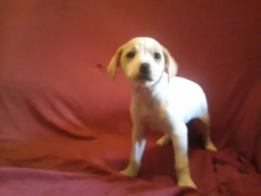 Cachorro ra a vira- lata idade Abaixo de 2 meses nome mosca, paty e tati