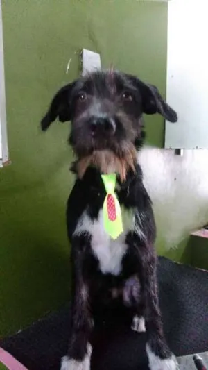 Cachorro raça SRD idade 7 a 11 meses nome Bigode