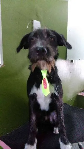 Cachorro ra a SRD idade 7 a 11 meses nome Bigode