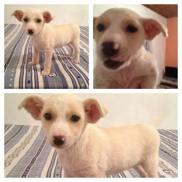 Cachorro ra a SRD idade Abaixo de 2 meses nome Branca