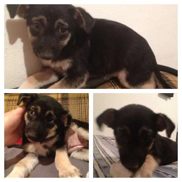 Cachorro ra a srd idade Abaixo de 2 meses nome Lila 
