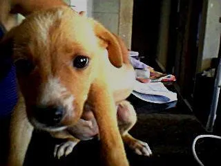 Cachorro ra a nao definida idade Abaixo de 2 meses nome sem nome