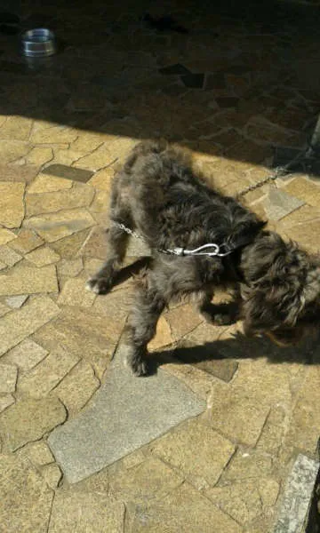 Cachorro ra a Sem Raça Definida idade 1 ano nome Belinha