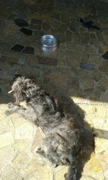 Cachorro ra a Sem Raça Definida idade 1 ano nome Belinha