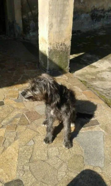 Cachorro ra a Sem Raça Definida idade 1 ano nome Belinha