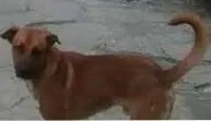 Cachorro ra a SRD idade 2 anos nome Costelinha
