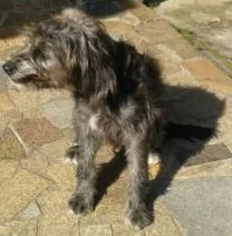 Cachorro ra a Sem Raça Definida idade 1 ano nome Belinha