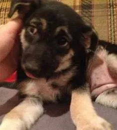 Cachorro raça srd idade Abaixo de 2 meses nome Lila 
