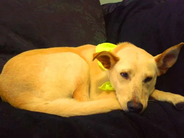 Cachorro ra a SRD idade 7 a 11 meses nome Germano