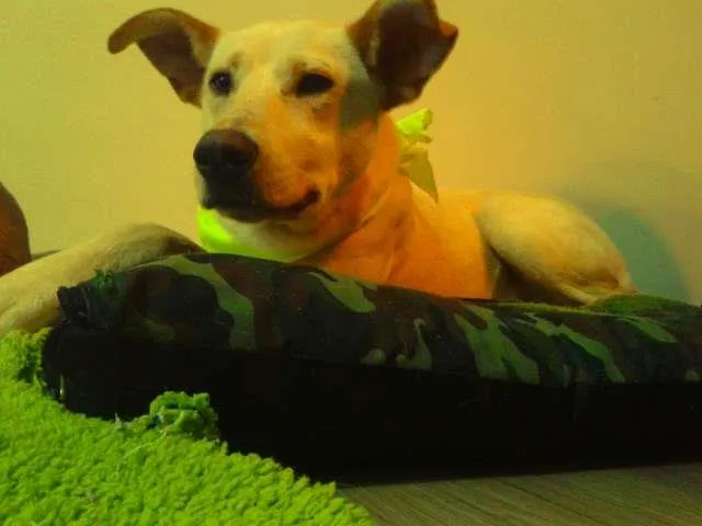 Cachorro ra a SRD idade 7 a 11 meses nome Germano