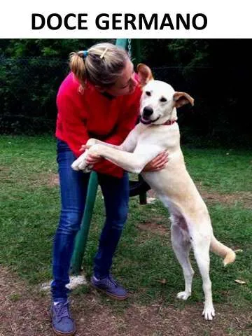 Cachorro ra a SRD idade 7 a 11 meses nome Germano