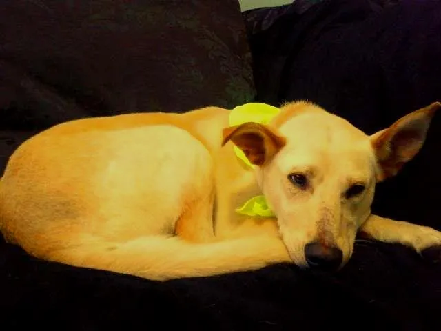 Cachorro ra a SRD idade 7 a 11 meses nome Germano