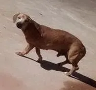 Cachorro raça Basset-Cofap idade 6 ou mais anos nome THOBIAS