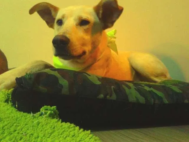 Cachorro ra a SRD idade 7 a 11 meses nome Germano
