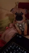 Teddy