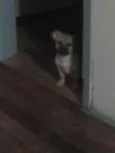 Teddy