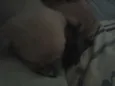 Teddy