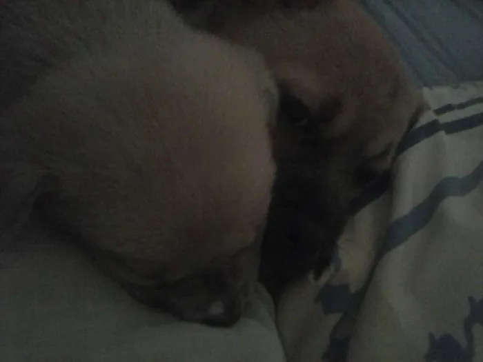 Cachorro ra a SRD idade 1 ano nome Teddy