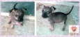Lindos cãezinhos