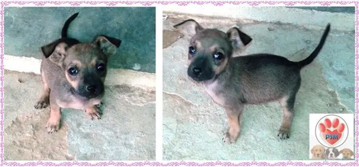 Cachorro raça Dv idade  nome Lindos cãezinhos
