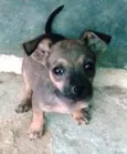 Lindos cãezinhos