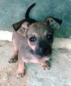 Cachorro raça Dv idade  nome Lindos cãezinhos