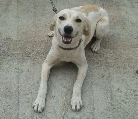 Cachorro ra a VIRA LATA idade 2 anos nome NINA