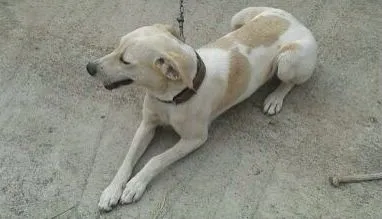 Cachorro ra a VIRA LATA idade 2 anos nome NINA