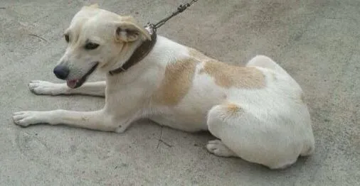 Cachorro ra a VIRA LATA idade 2 anos nome NINA