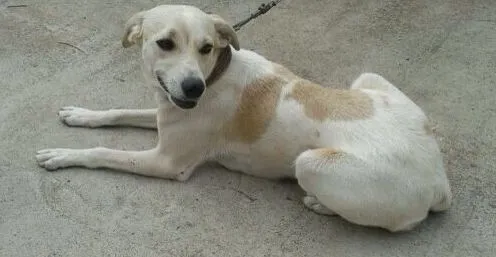 Cachorro ra a VIRA LATA idade 2 anos nome NINA