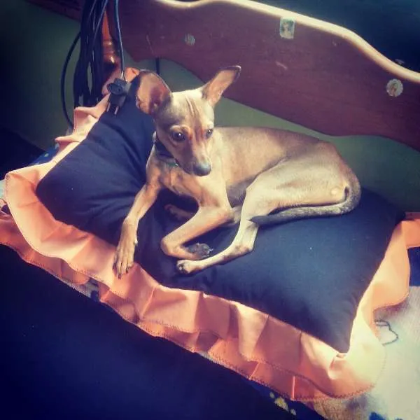 Cachorro ra a Vira Lata idade 7 a 11 meses nome Lohanna