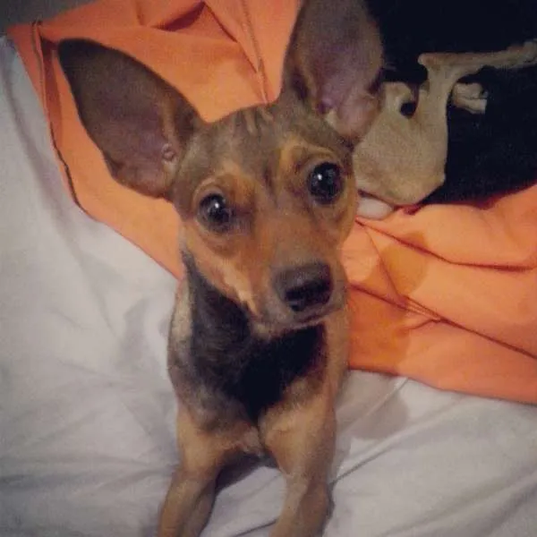 Cachorro ra a Vira Lata idade 7 a 11 meses nome Lohanna