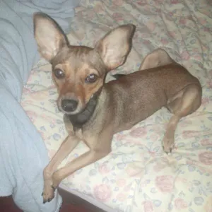Cachorro raça Vira Lata idade 7 a 11 meses nome Lohanna