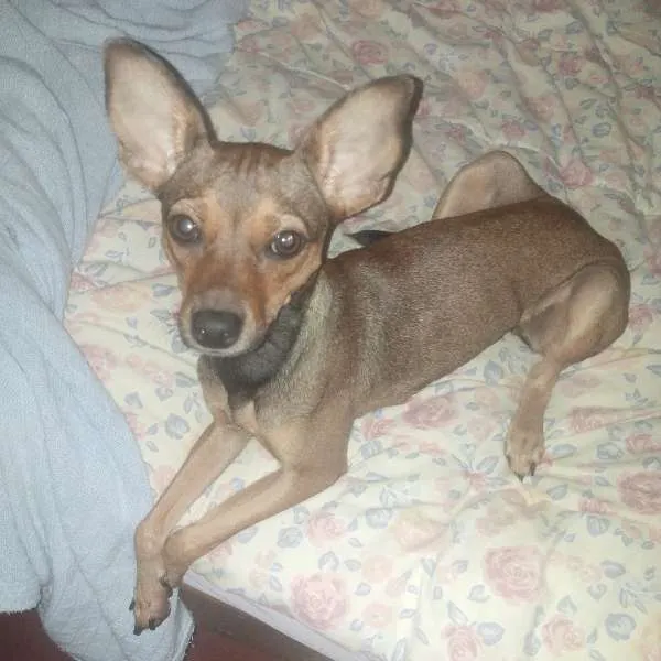 Cachorro ra a Vira Lata idade 7 a 11 meses nome Lohanna