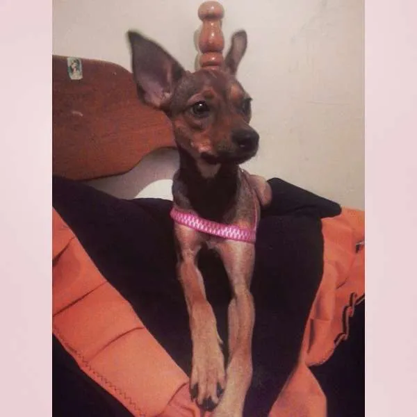 Cachorro ra a Vira Lata idade 7 a 11 meses nome Lohanna