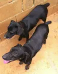 Lindos cães