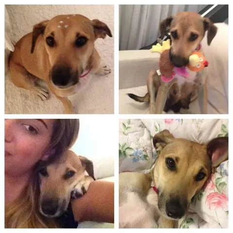 Cachorro raça Viralata idade 1 ano nome Dona Rosa