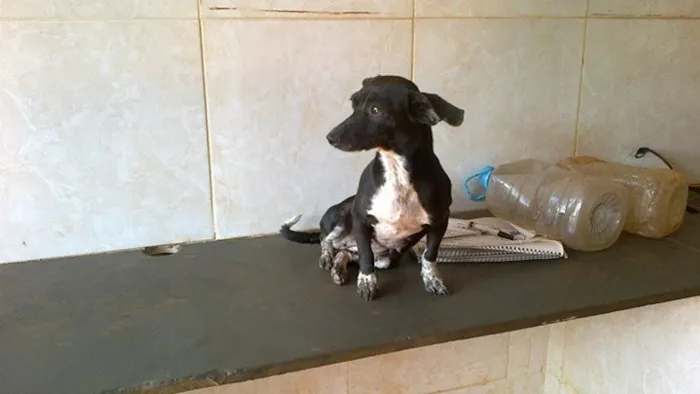 Cachorro ra a Dv idade  nome Lindos Animaizinhos